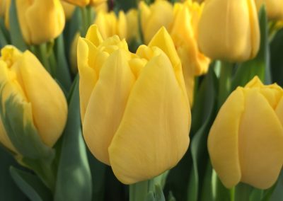 Tulip Trade Event 2016