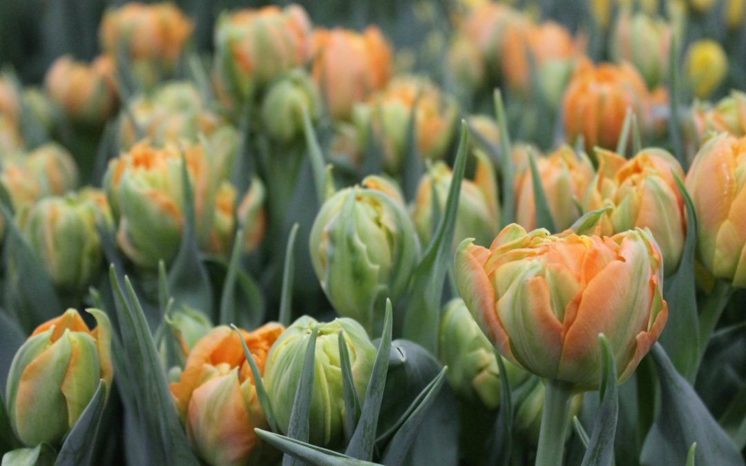 Tulip Trade Event 2018