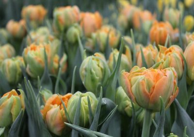 Tulip Trade Event 2018