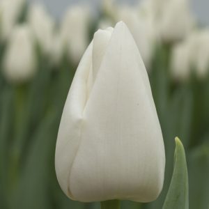 Single white tulip 'Update'