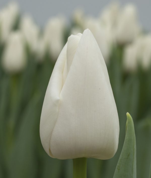 Single white tulip 'Update'