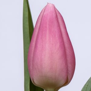 Beautiful pink tulip Aafke