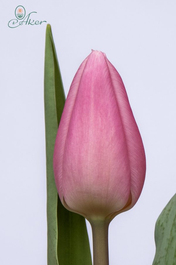 Beautiful pink tulip Aafke