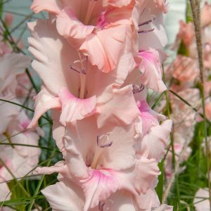 Beautiful pink gladiolus 'Adrenalin'