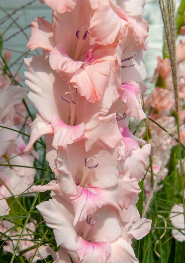 Beautiful pink gladiolus 'Adrenalin'