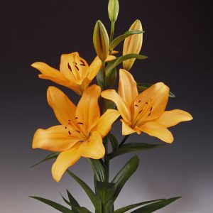 Single orange lilie stem