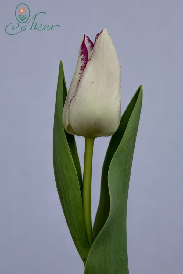 Beautiful bi-colord tulip Affaire