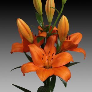 Akron, flowering orange lily