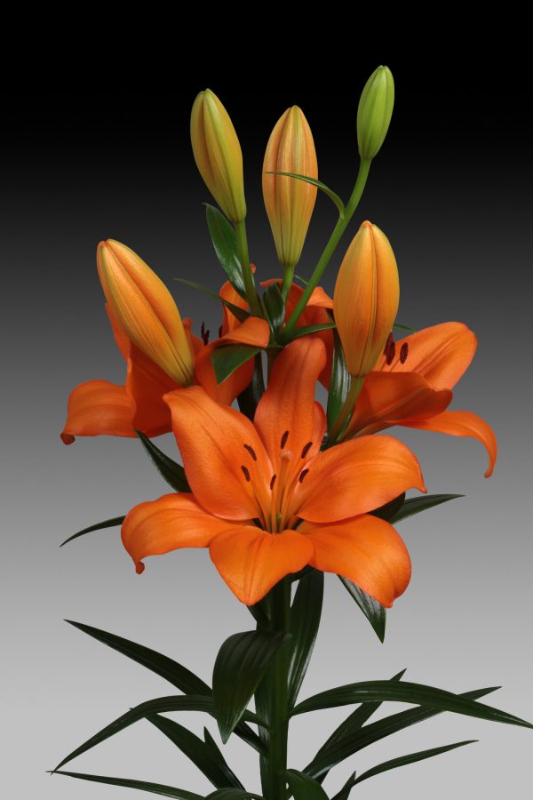 Akron, flowering orange lily