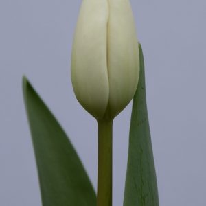 Stunning white tulip Albatros