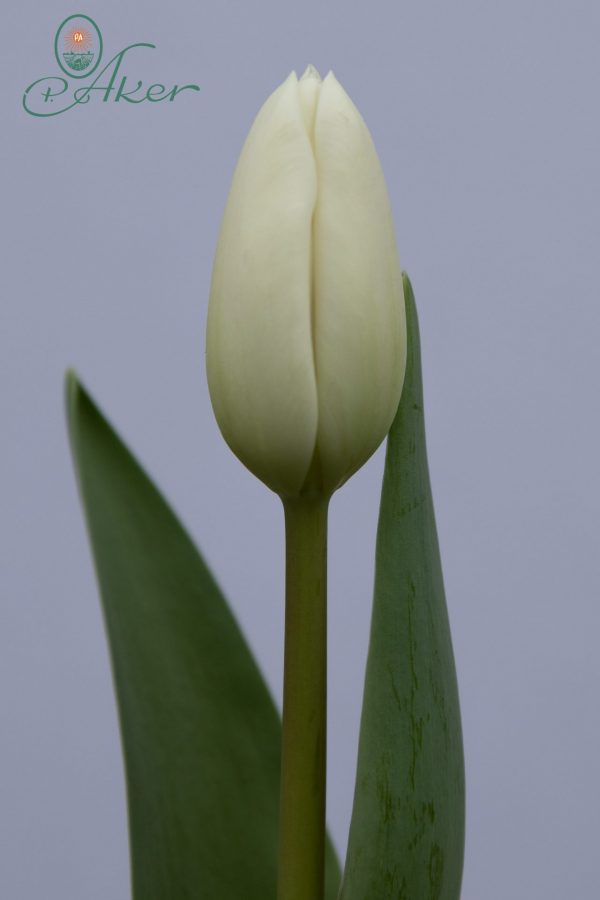 Stunning white tulip Albatros