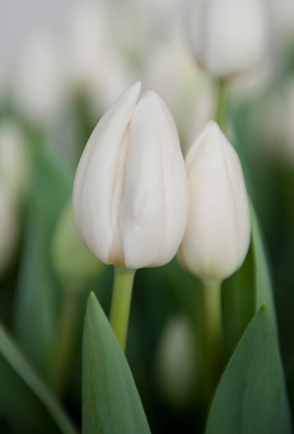 Beautiful white tulip Albatros