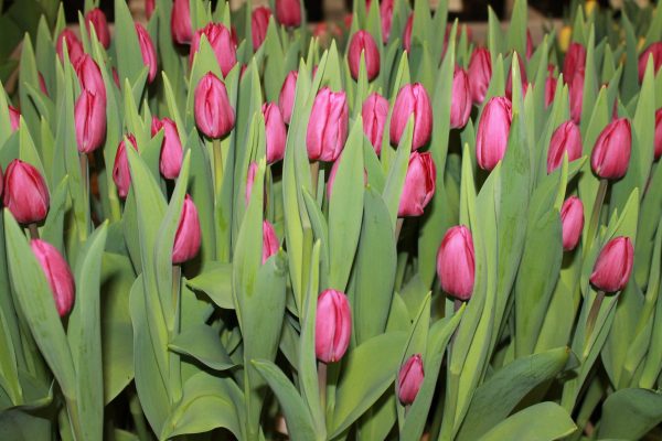 Crate of pink tulips