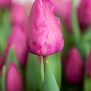 Close up with pink tulip