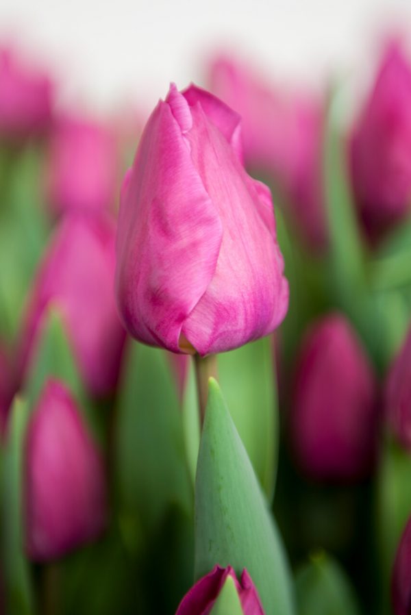 Close up with pink tulip