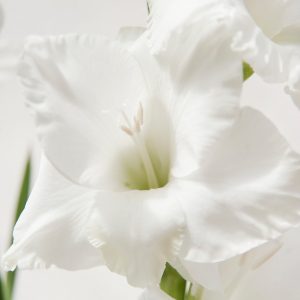 Beautiful white gladiolus 'Amsterdam'