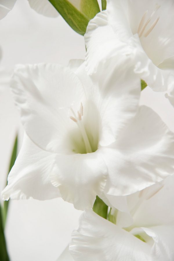 Beautiful white gladiolus 'Amsterdam'