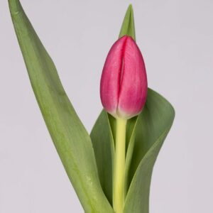 Single pink tulip