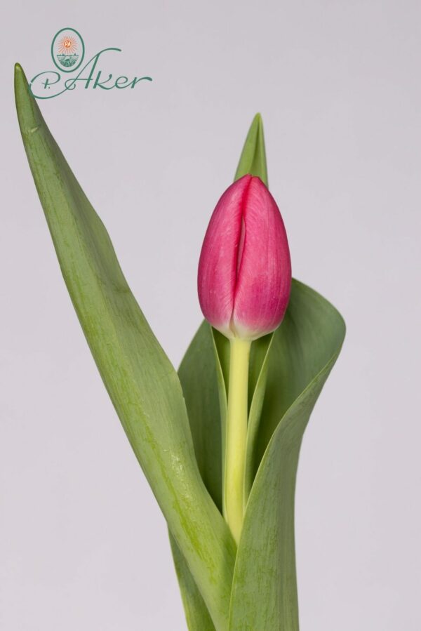 Single pink tulip