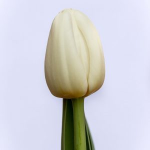 Beautiful white tulip Antarctica