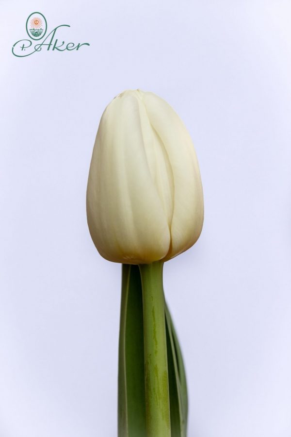 Beautiful white tulip Antarctica