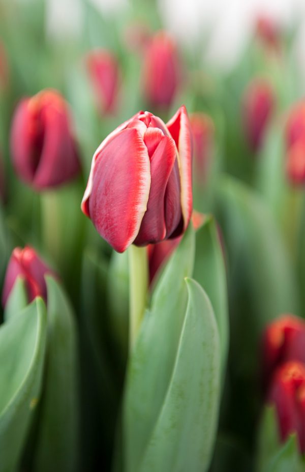 Close up with red/yellow tulip