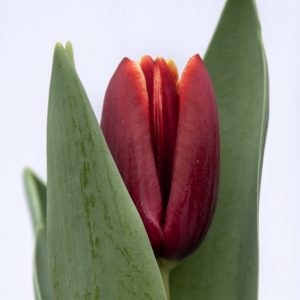 Beautiful red tulip Armani