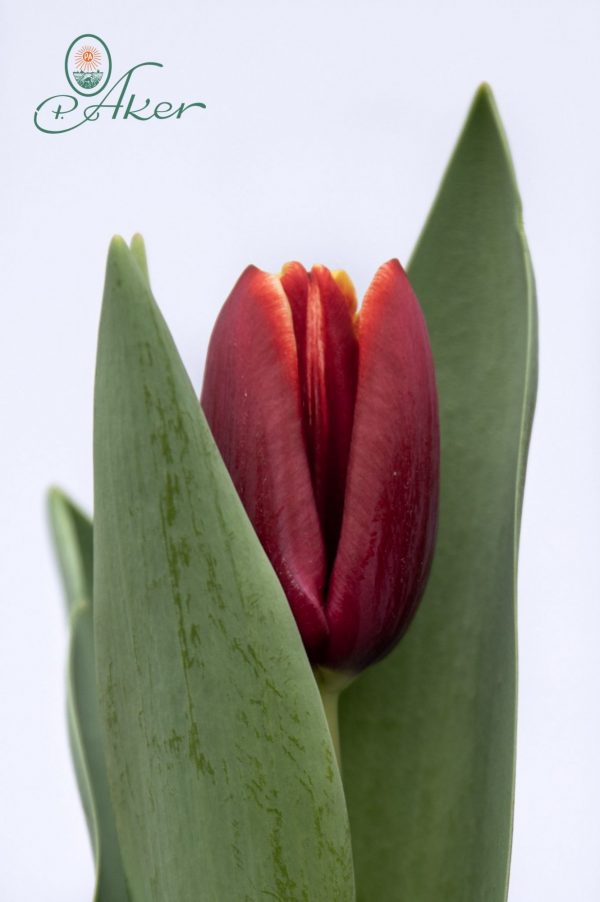 Beautiful red tulip Armani