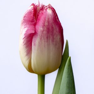 Beautiful pink tulip Auxerre