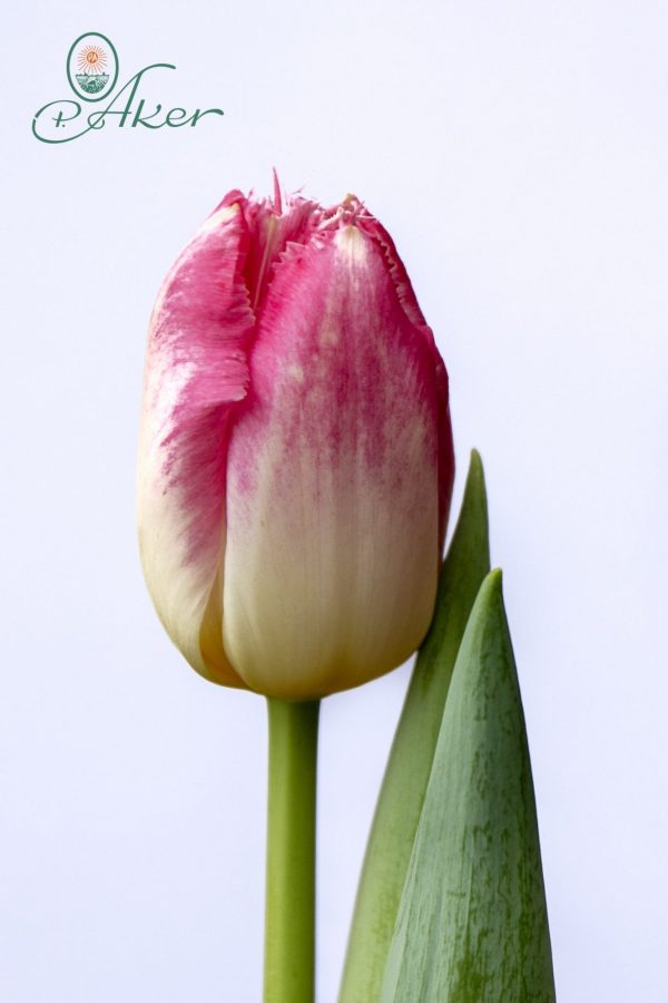 Beautiful pink tulip Auxerre