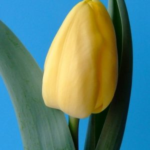 Single yellow tulip