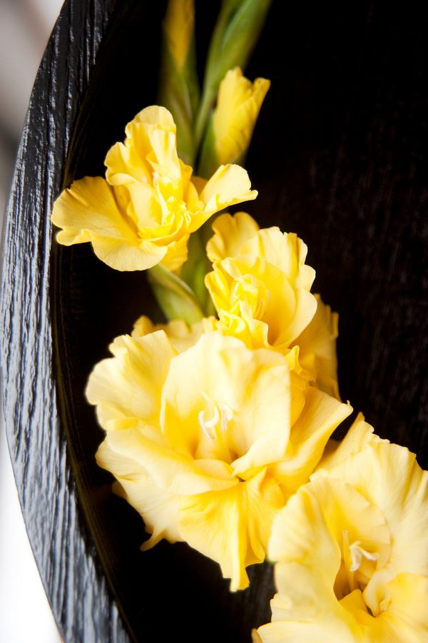 Beautiful yellow gladiolus 'Bananarama'