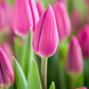 Beautiful pink tulip Barcelona