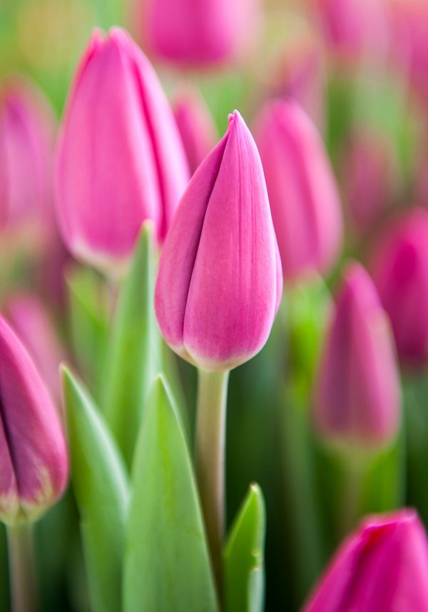 Beautiful pink tulip Barcelona