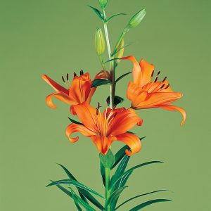 Beautiful orange lily 'Bariton'