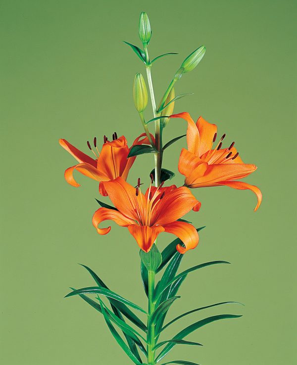 Beautiful orange lily 'Bariton'