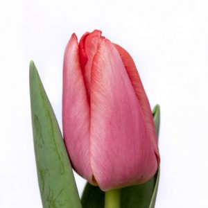 Beautiful tulip Barre Alta