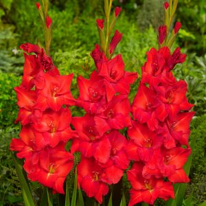 Beautiful red gladiolus 'Beau Jour'