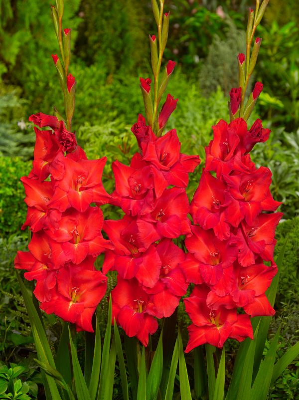 Beautiful red gladiolus 'Beau Jour'