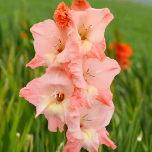 Beautiful pink gladiolus 'Ben Venuto'