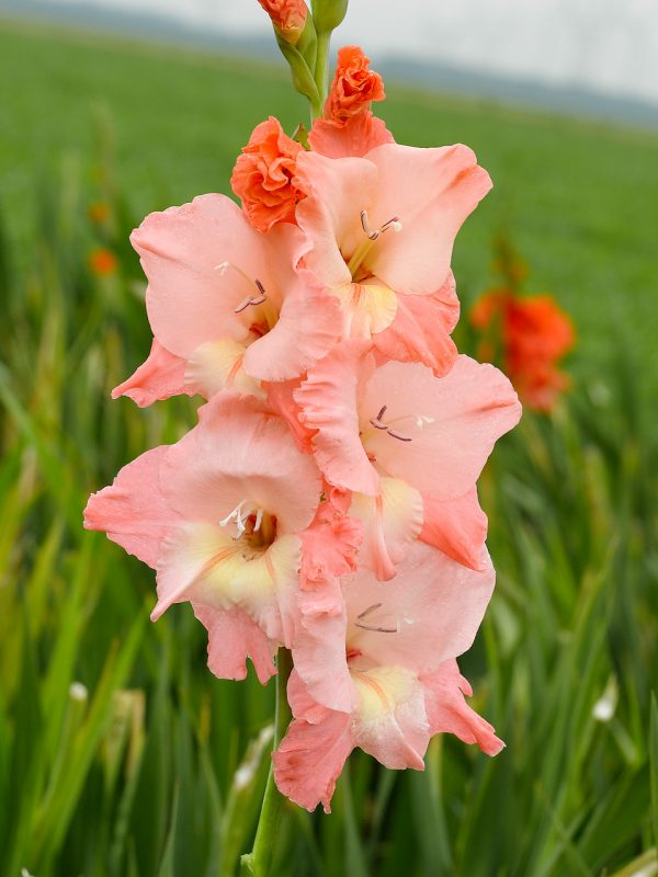 Beautiful pink gladiolus 'Ben Venuto'