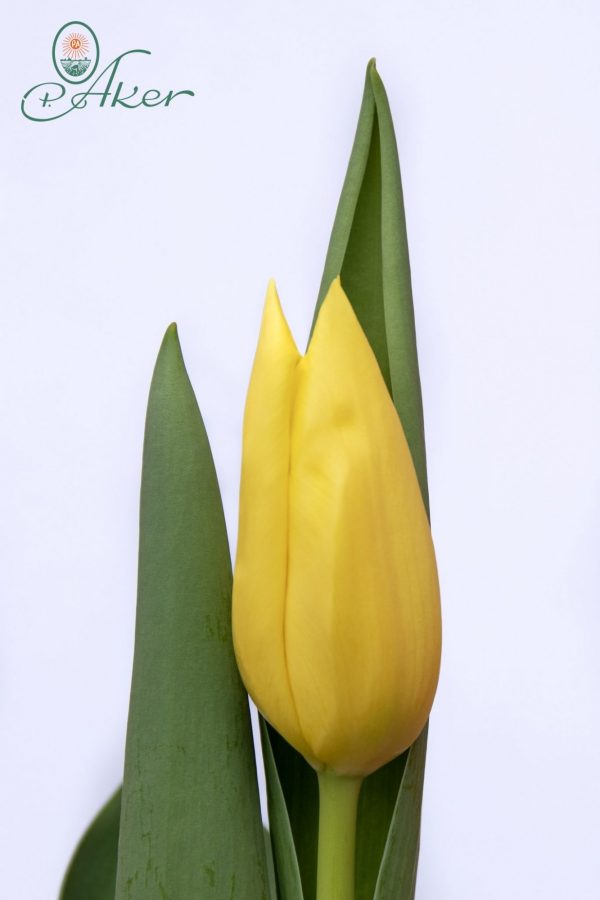 Beautiful yellow tulip Bolroyal Honey