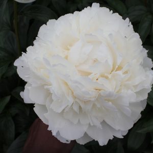 Beautiful white peony