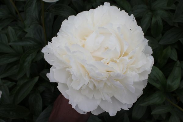 Beautiful white peony