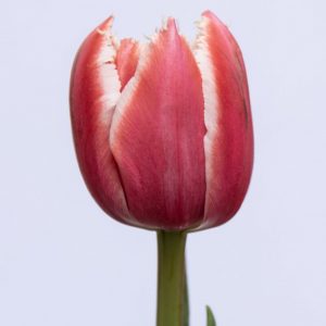 Beautiful Fringed tulip Brest