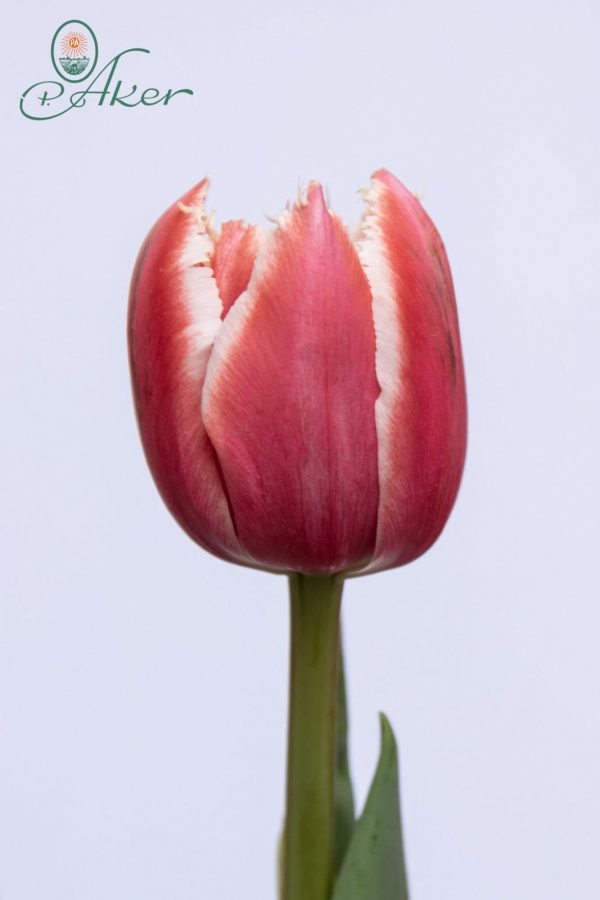 Beautiful Fringed tulip Brest