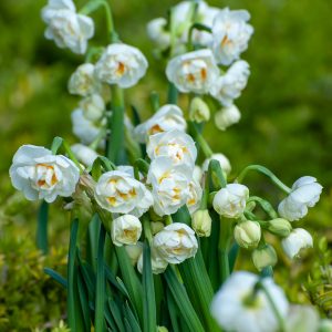 Beautiful narcissus Bridal Crown