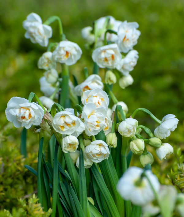 Beautiful narcissus Bridal Crown