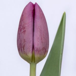 Beautiful purple tulip Bullit