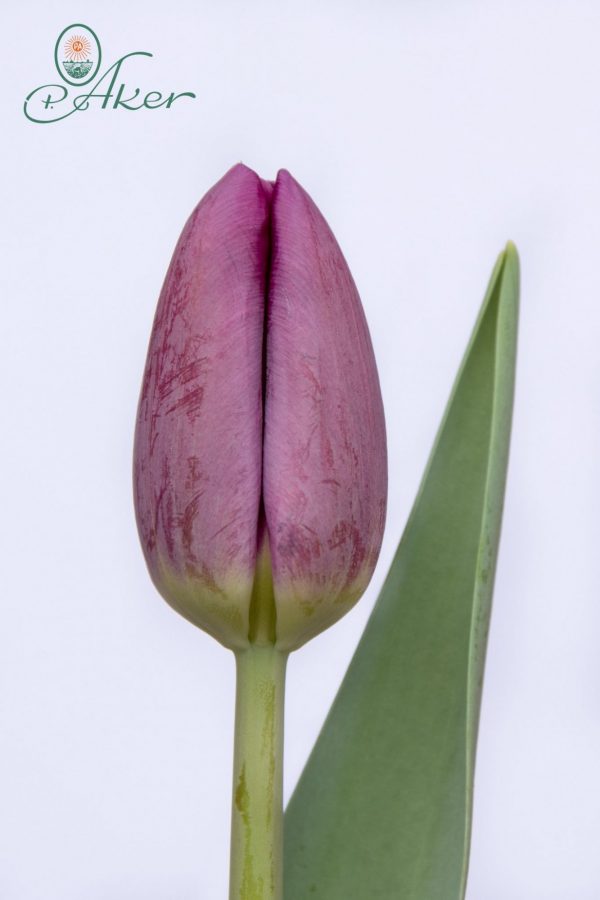 Beautiful purple tulip Bullit